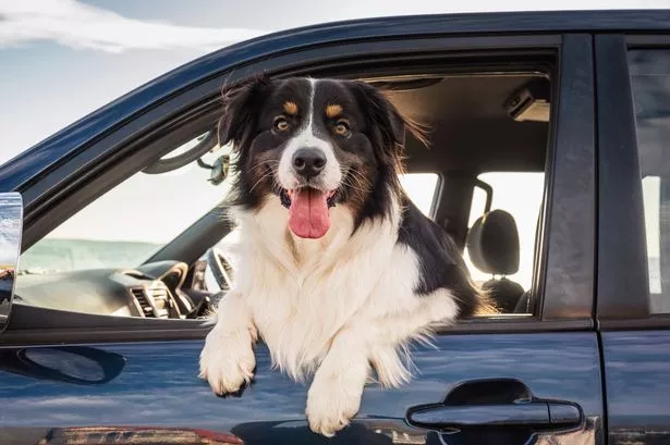 Pet Friendly Car